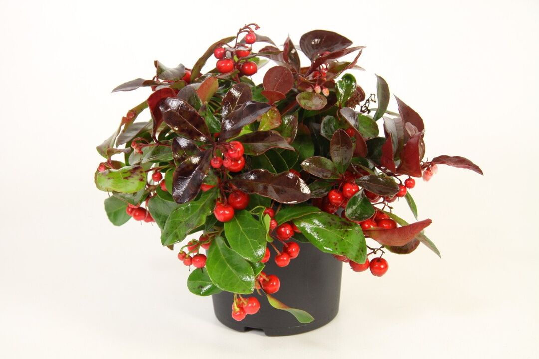 A Wintergreen az Osteflex fő összetevője